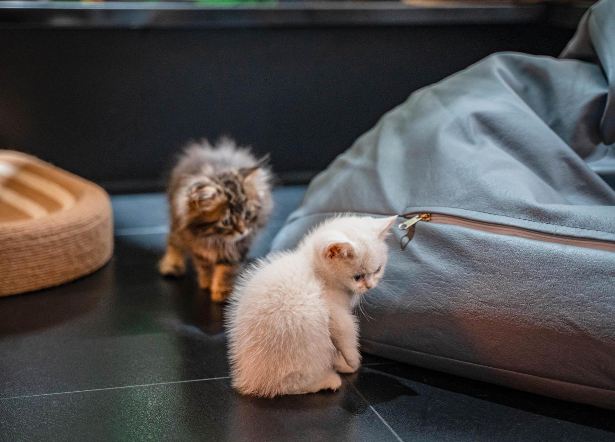 Hesu Designer Hotel & Suites -Near Xi'An Drum Tower And Yongning Gate -Free Laundry Luggage Storage -Kitty Cafe With Freshly Ground Coffee -24H Front Desk -English Service المظهر الخارجي الصورة
